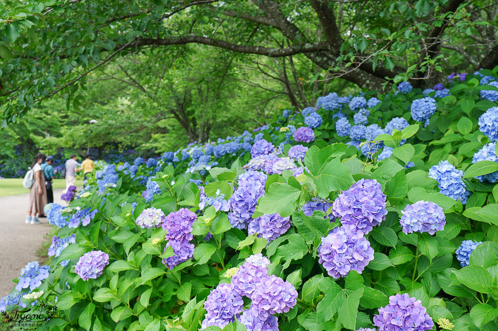 福島繡球花秘境「龜城公園」開滿山坡的美麗紫陽花，兒童遊戲設施.戲水池 @緹雅瑪 美食旅遊趣