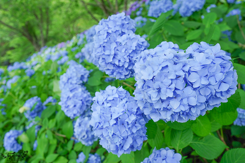 福島繡球花秘境「龜城公園」開滿山坡的美麗紫陽花，兒童遊戲設施.戲水池 @緹雅瑪 美食旅遊趣