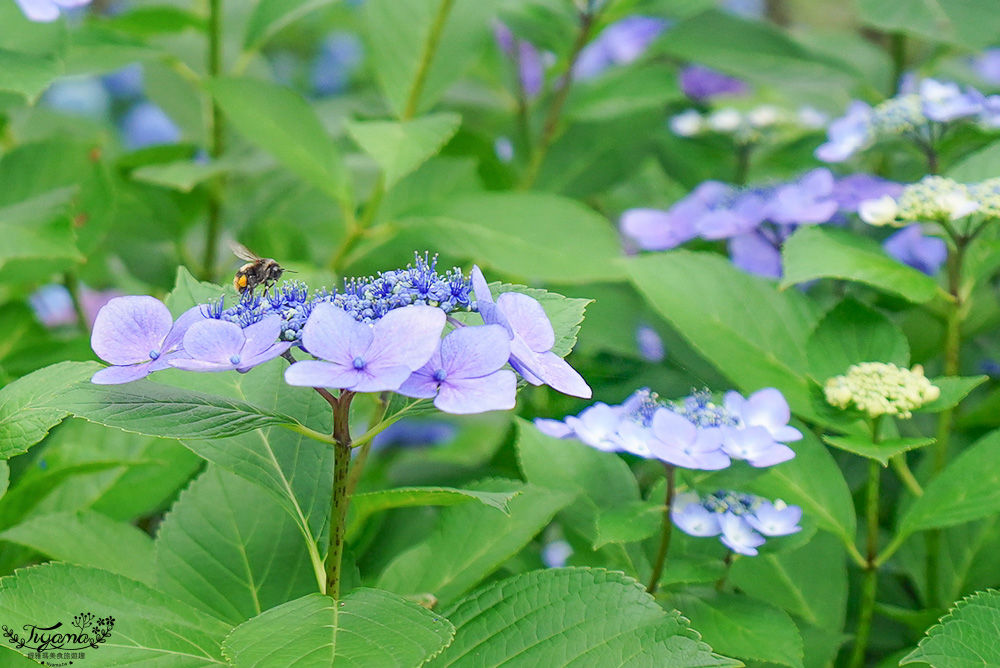 福島繡球花秘境「龜城公園」開滿山坡的美麗紫陽花，兒童遊戲設施.戲水池 @緹雅瑪 美食旅遊趣