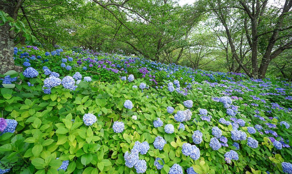 福島繡球花秘境「龜城公園」開滿山坡的美麗紫陽花，兒童遊戲設施.戲水池 @緹雅瑪 美食旅遊趣