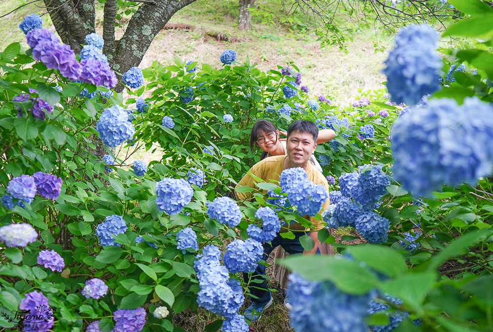 福島繡球花秘境「龜城公園」開滿山坡的美麗紫陽花，兒童遊戲設施.戲水池 @緹雅瑪 美食旅遊趣