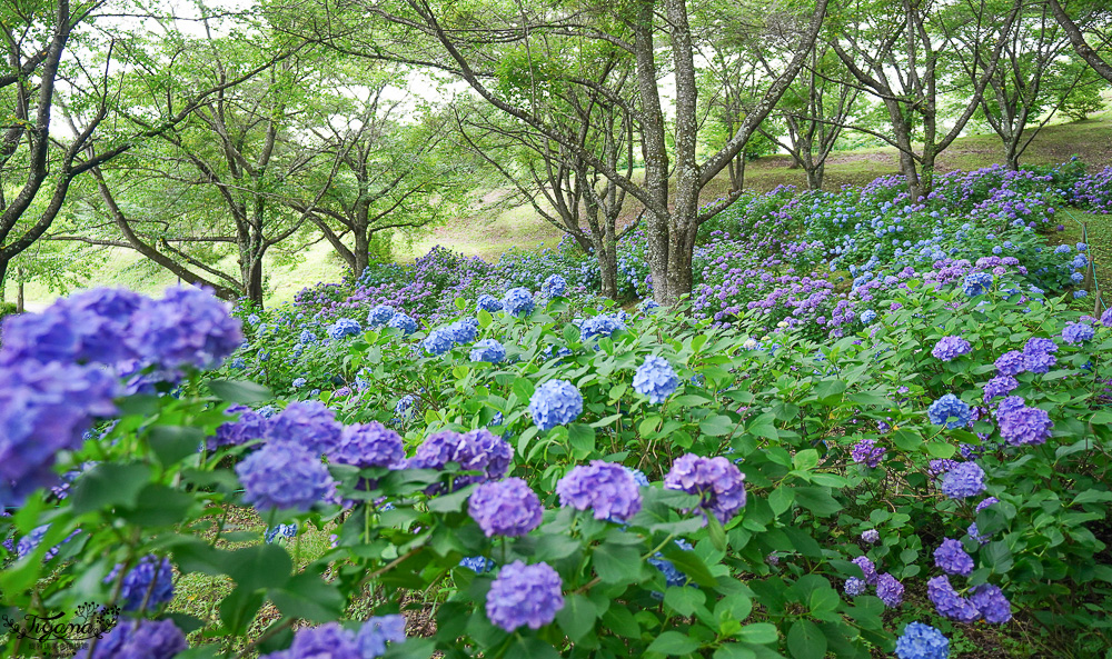 福島繡球花秘境「龜城公園」開滿山坡的美麗紫陽花，兒童遊戲設施.戲水池 @緹雅瑪 美食旅遊趣