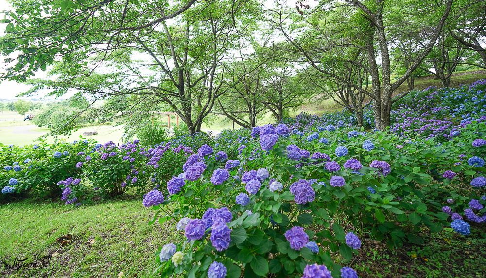 福島繡球花秘境「龜城公園」開滿山坡的美麗紫陽花，兒童遊戲設施.戲水池 @緹雅瑪 美食旅遊趣