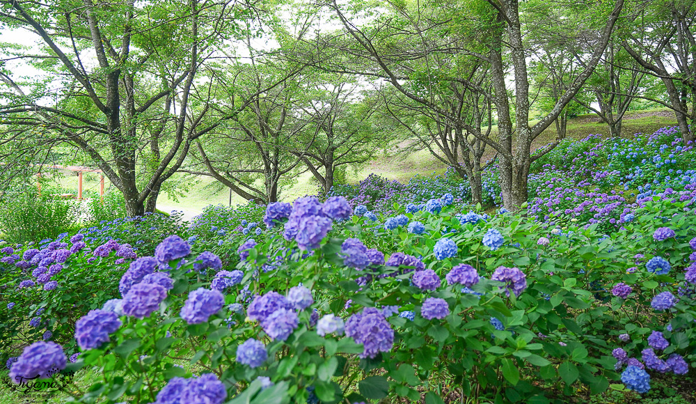 福島繡球花秘境「龜城公園」開滿山坡的美麗紫陽花，兒童遊戲設施.戲水池 @緹雅瑪 美食旅遊趣