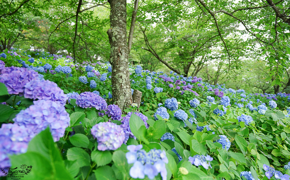 福島繡球花秘境「龜城公園」開滿山坡的美麗紫陽花，兒童遊戲設施.戲水池 @緹雅瑪 美食旅遊趣