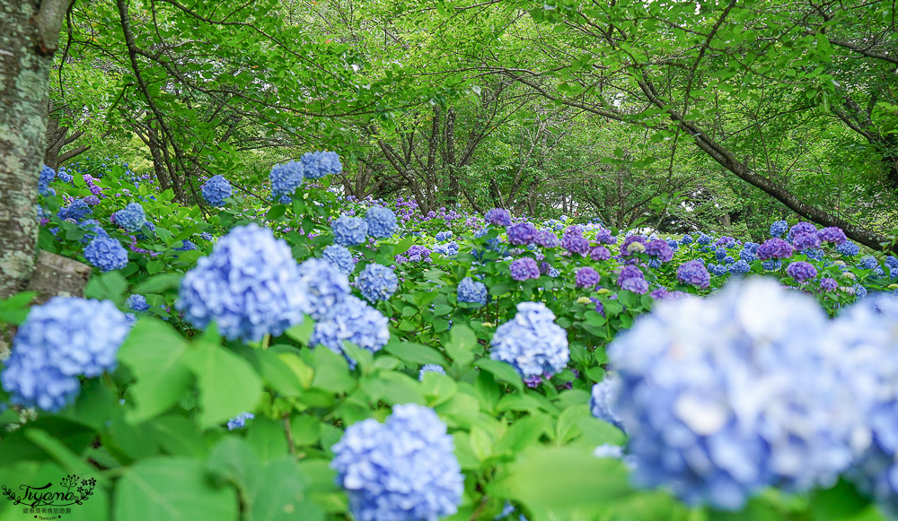 福島繡球花秘境「龜城公園」開滿山坡的美麗紫陽花，兒童遊戲設施.戲水池 @緹雅瑪 美食旅遊趣