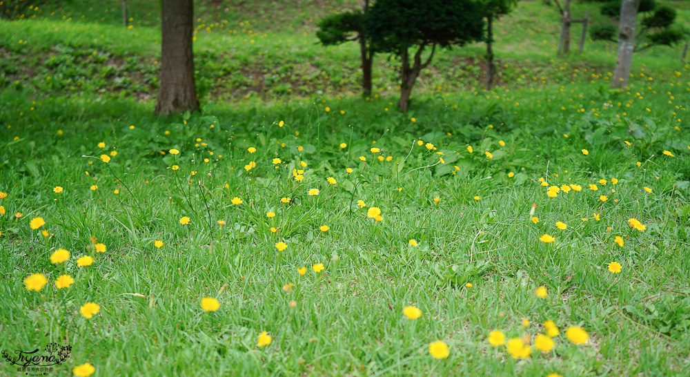 福島繡球花秘境「龜城公園」開滿山坡的美麗紫陽花，兒童遊戲設施.戲水池 @緹雅瑪 美食旅遊趣