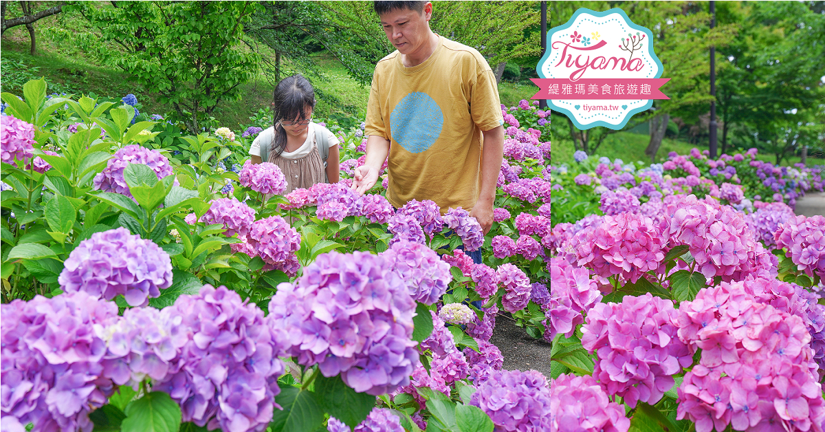 福島繡球花秘境「龜城公園」開滿山坡的美麗紫陽花，兒童遊戲設施.戲水池 @緹雅瑪 美食旅遊趣