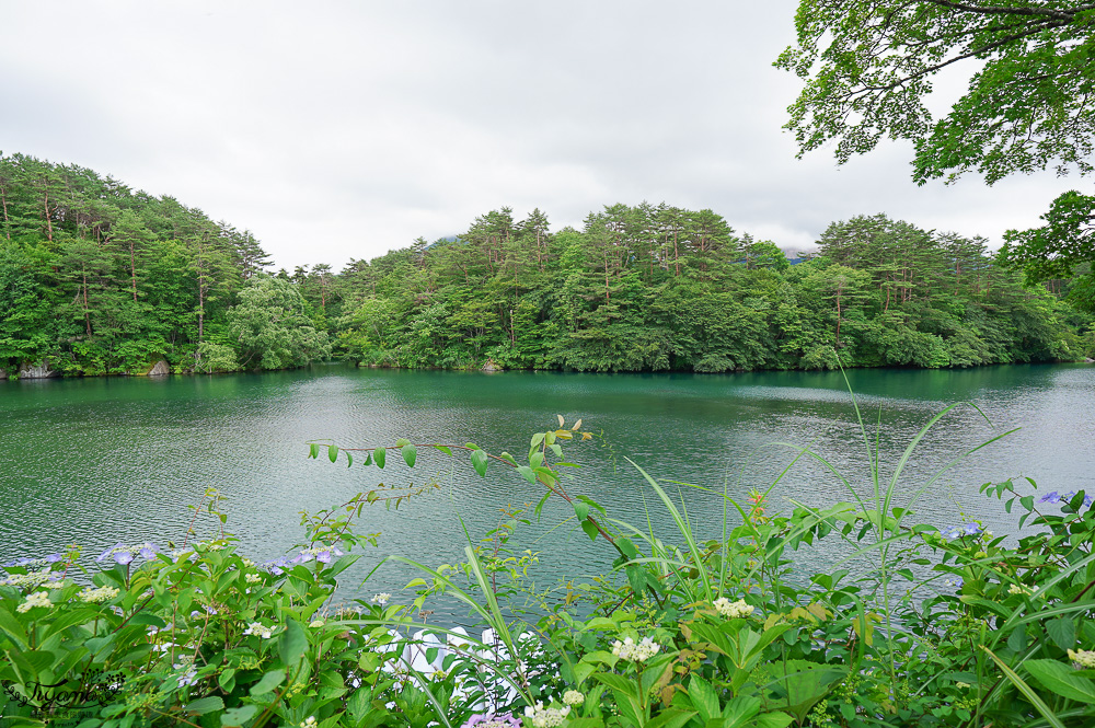 福島景點｜五色沼 毘沙門沼傳說，達成戀愛心願的「心形鯉魚」 @緹雅瑪 美食旅遊趣