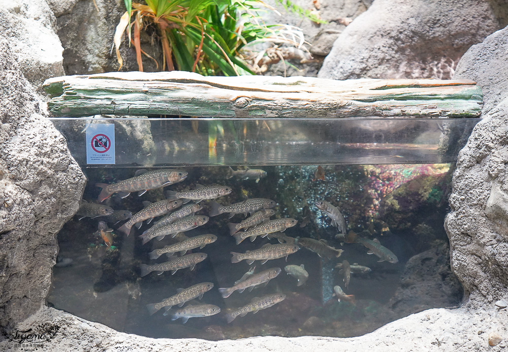 大阪景點。大阪市天王寺動物園，大阪周遊卡可免費入園，通天閣旁的人氣景點 @緹雅瑪 美食旅遊趣