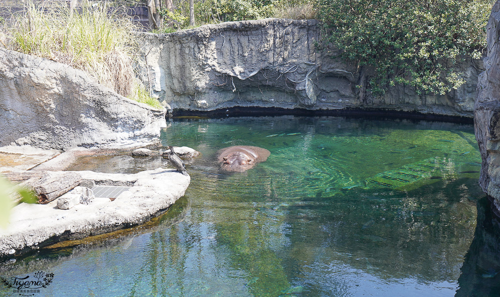 大阪景點。大阪市天王寺動物園，大阪周遊卡可免費入園，通天閣旁的人氣景點 @緹雅瑪 美食旅遊趣