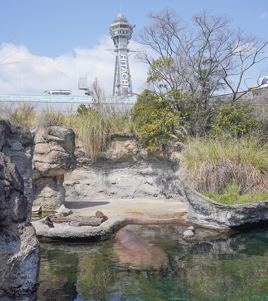 大阪景點。大阪市天王寺動物園，大阪周遊卡可免費入園，通天閣旁的人氣景點 @緹雅瑪 美食旅遊趣