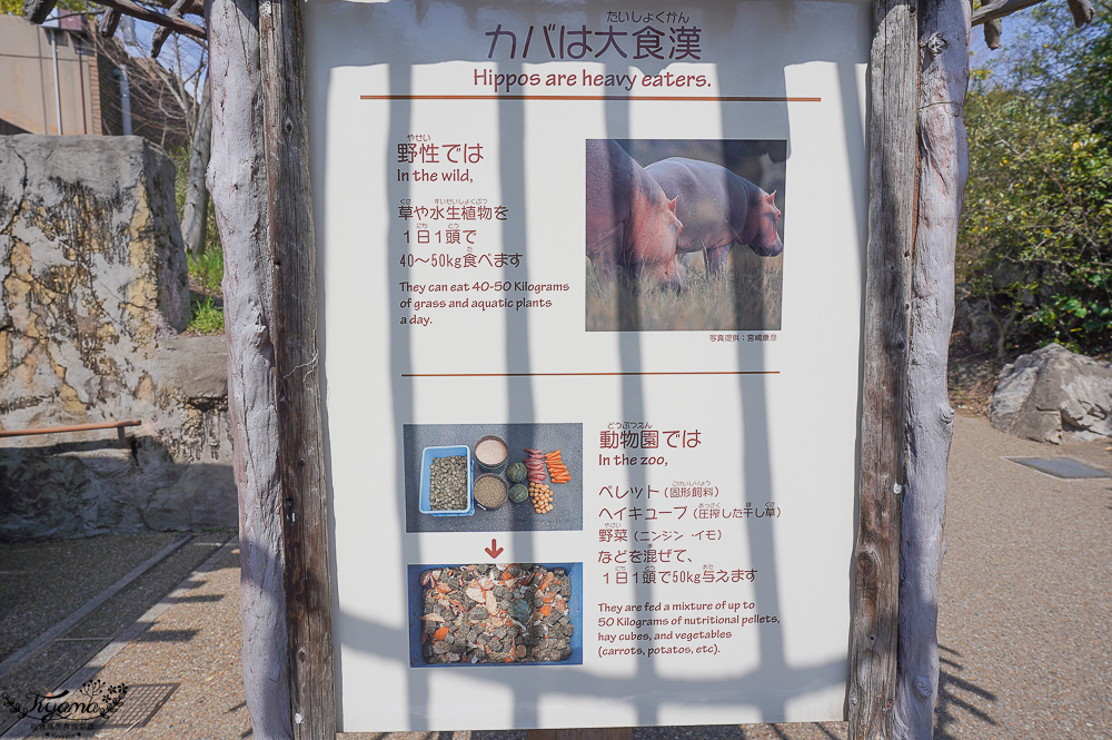 大阪景點。大阪市天王寺動物園，大阪周遊卡可免費入園，通天閣旁的人氣景點 @緹雅瑪 美食旅遊趣