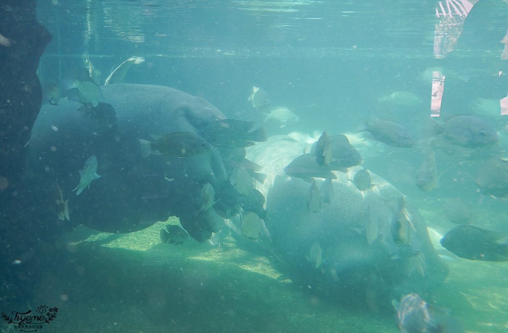 大阪景點。大阪市天王寺動物園，大阪周遊卡可免費入園，通天閣旁的人氣景點 @緹雅瑪 美食旅遊趣