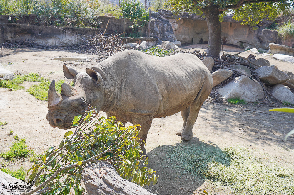 大阪景點。大阪市天王寺動物園，大阪周遊卡可免費入園，通天閣旁的人氣景點 @緹雅瑪 美食旅遊趣