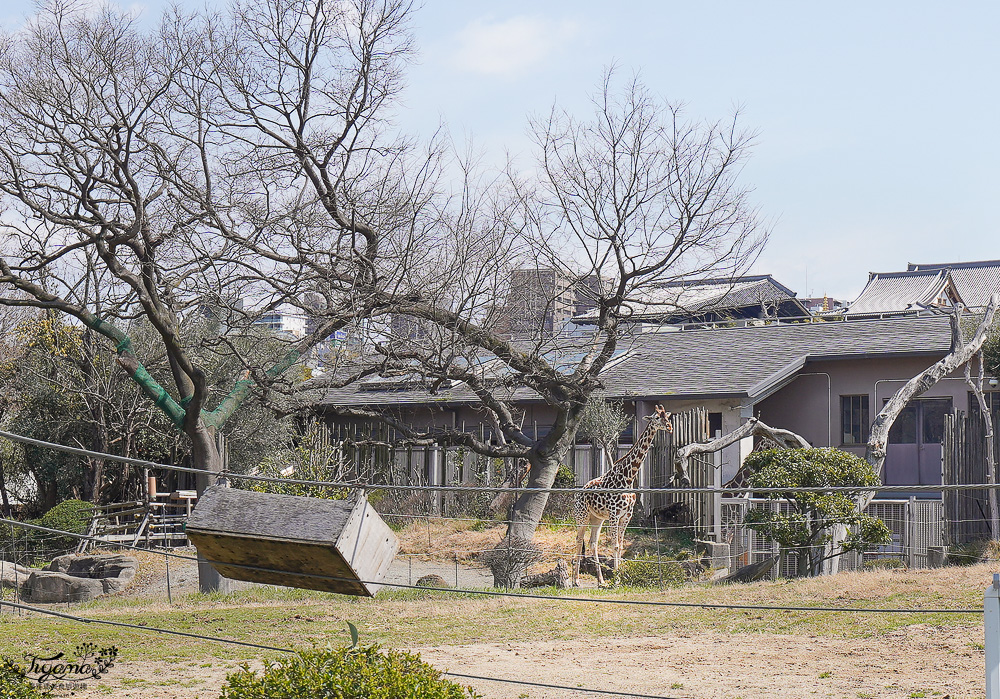 大阪景點。大阪市天王寺動物園，大阪周遊卡可免費入園，通天閣旁的人氣景點 @緹雅瑪 美食旅遊趣