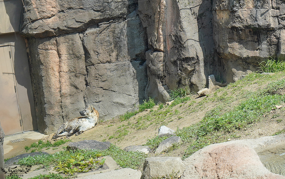 大阪景點。大阪市天王寺動物園，大阪周遊卡可免費入園，通天閣旁的人氣景點 @緹雅瑪 美食旅遊趣