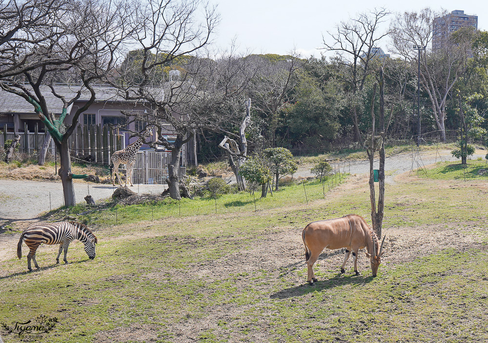 大阪景點。大阪市天王寺動物園，大阪周遊卡可免費入園，通天閣旁的人氣景點 @緹雅瑪 美食旅遊趣