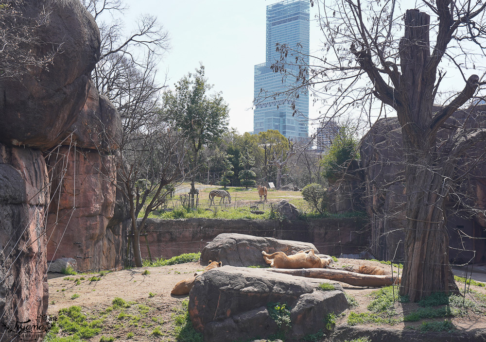 大阪景點。大阪市天王寺動物園，大阪周遊卡可免費入園，通天閣旁的人氣景點 @緹雅瑪 美食旅遊趣