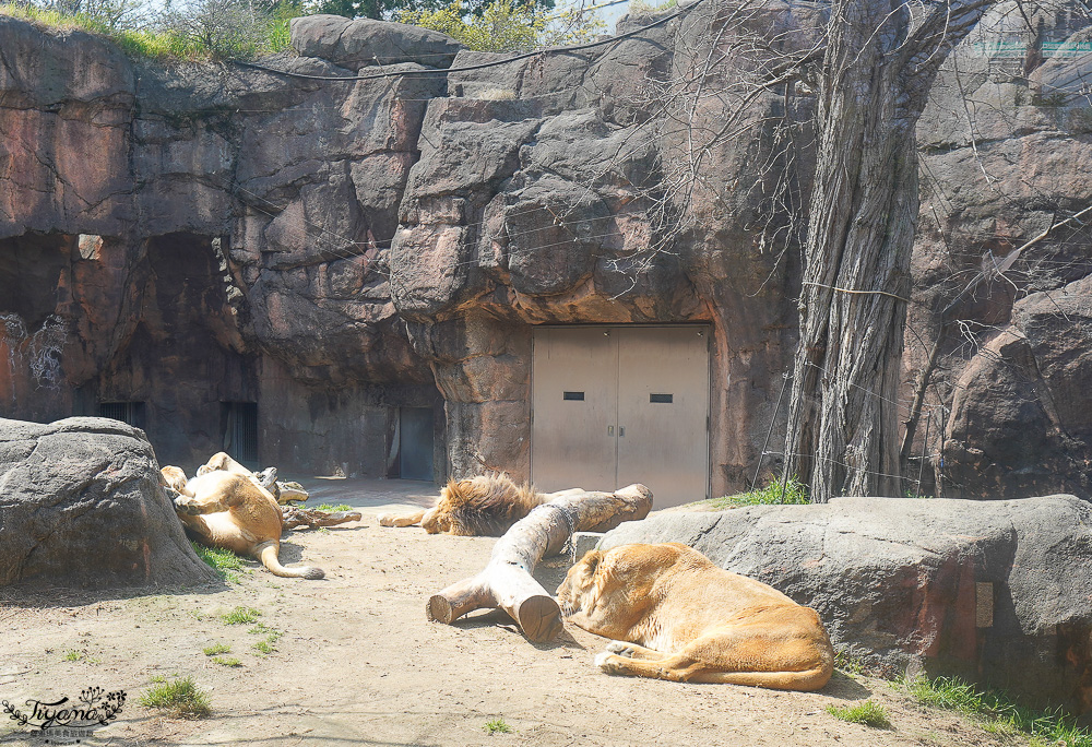 大阪景點。大阪市天王寺動物園，大阪周遊卡可免費入園，通天閣旁的人氣景點 @緹雅瑪 美食旅遊趣