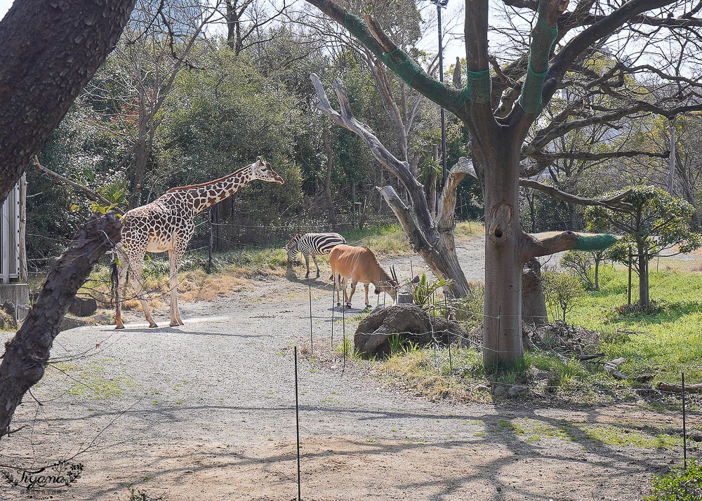 大阪景點。大阪市天王寺動物園，大阪周遊卡可免費入園，通天閣旁的人氣景點 @緹雅瑪 美食旅遊趣