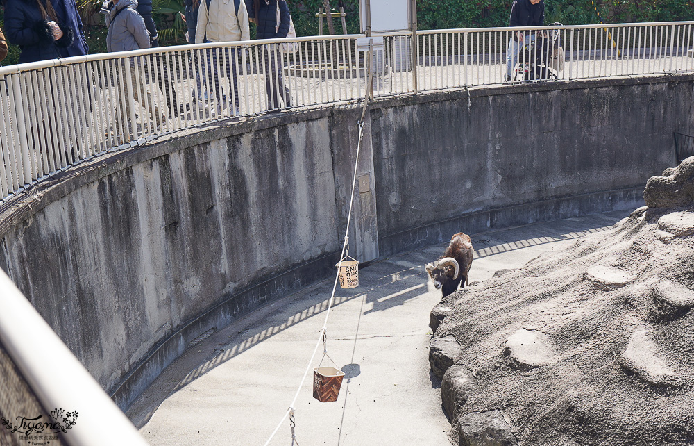 大阪景點。大阪市天王寺動物園，大阪周遊卡可免費入園，通天閣旁的人氣景點 @緹雅瑪 美食旅遊趣