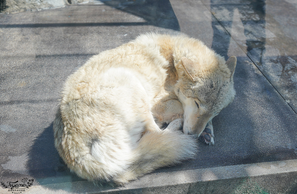 大阪景點。大阪市天王寺動物園，大阪周遊卡可免費入園，通天閣旁的人氣景點 @緹雅瑪 美食旅遊趣