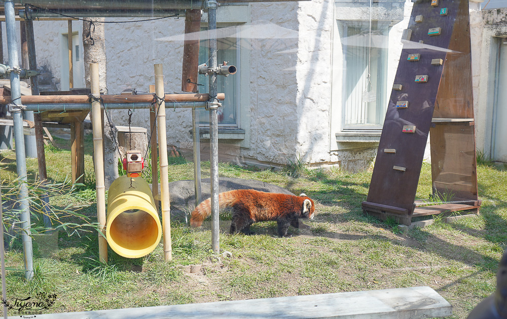 大阪景點。大阪市天王寺動物園，大阪周遊卡可免費入園，通天閣旁的人氣景點 @緹雅瑪 美食旅遊趣