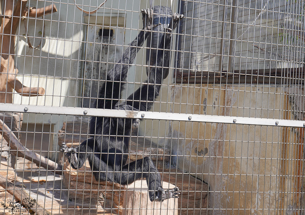 大阪景點。大阪市天王寺動物園，大阪周遊卡可免費入園，通天閣旁的人氣景點 @緹雅瑪 美食旅遊趣