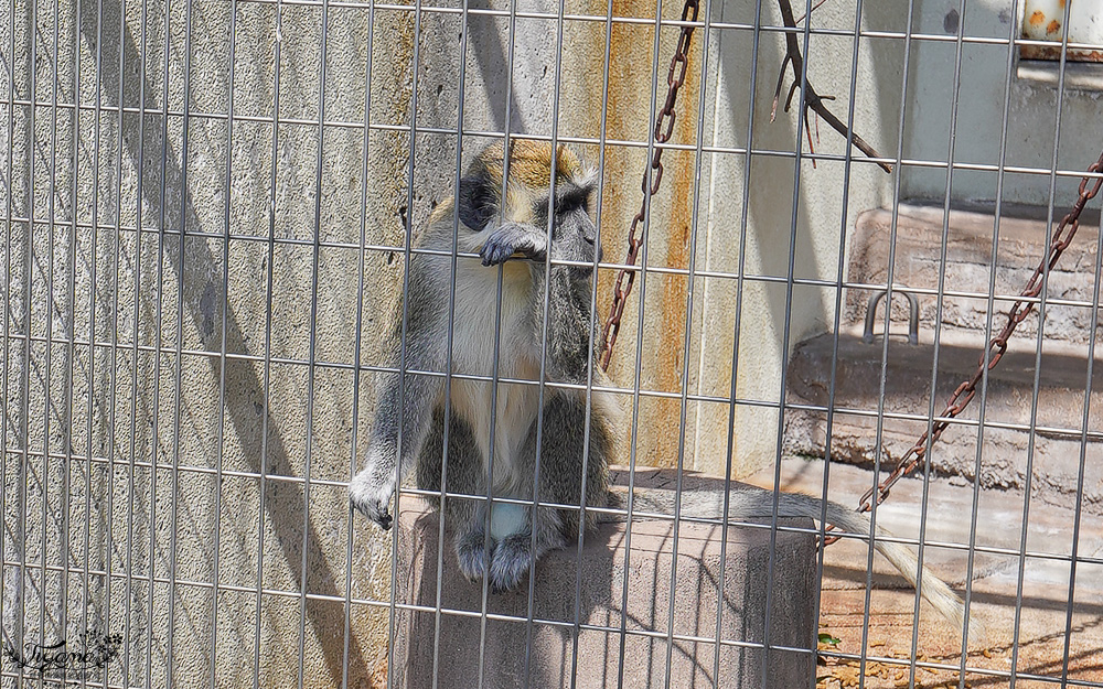 大阪景點。大阪市天王寺動物園，大阪周遊卡可免費入園，通天閣旁的人氣景點 @緹雅瑪 美食旅遊趣