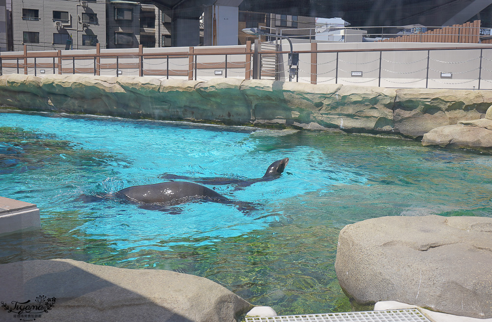 大阪景點。大阪市天王寺動物園，大阪周遊卡可免費入園，通天閣旁的人氣景點 @緹雅瑪 美食旅遊趣