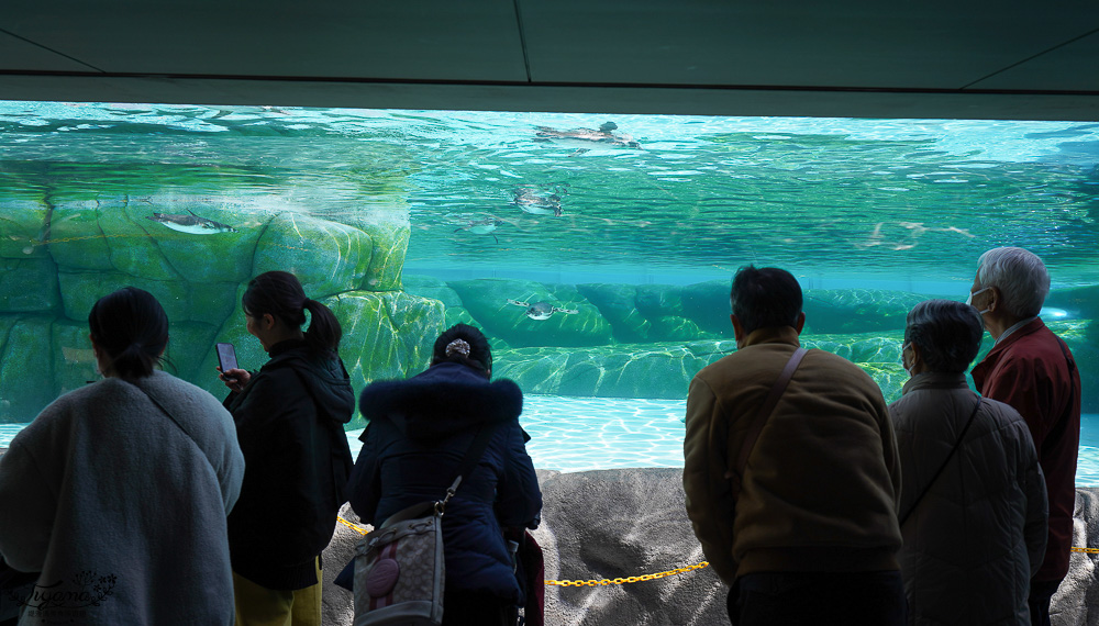 大阪景點。大阪市天王寺動物園，大阪周遊卡可免費入園，通天閣旁的人氣景點 @緹雅瑪 美食旅遊趣