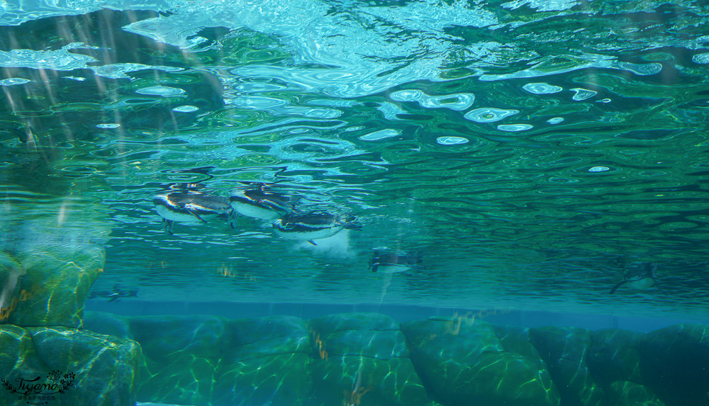 大阪景點。大阪市天王寺動物園，大阪周遊卡可免費入園，通天閣旁的人氣景點 @緹雅瑪 美食旅遊趣