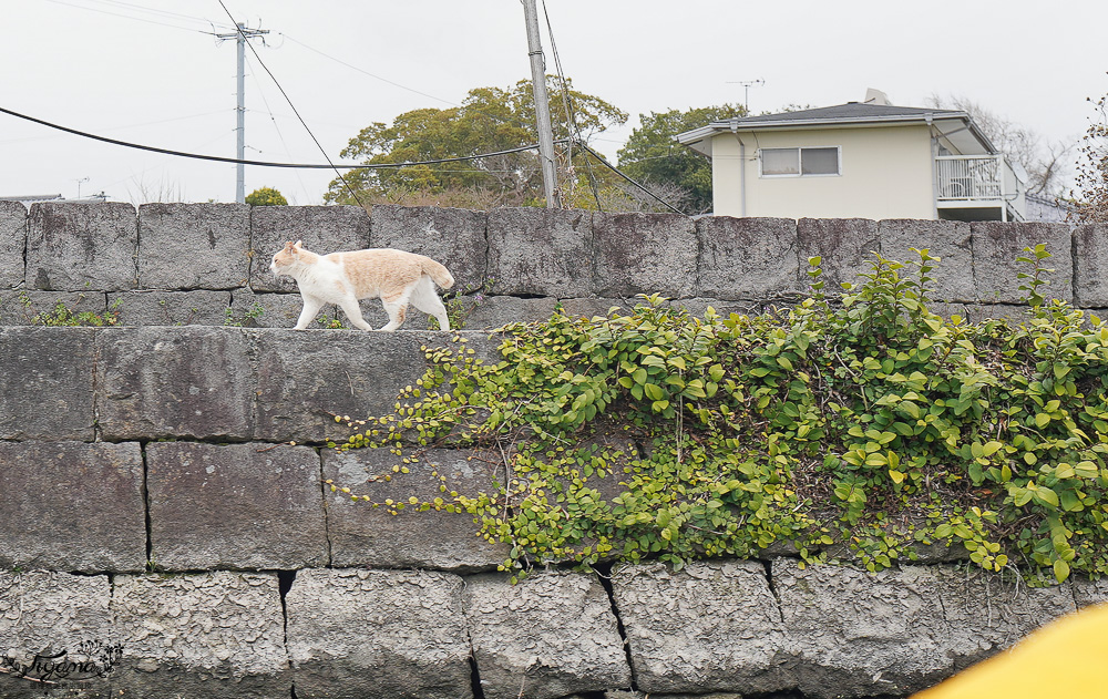 九州柳川遊船。水鄉柳川觀光｜下百町乘船場，1小時柳川遊船之旅 @緹雅瑪 美食旅遊趣