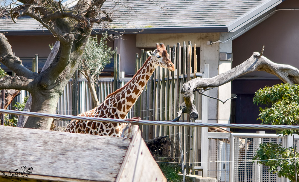 大阪景點。大阪市天王寺動物園，大阪周遊卡可免費入園，通天閣旁的人氣景點 @緹雅瑪 美食旅遊趣