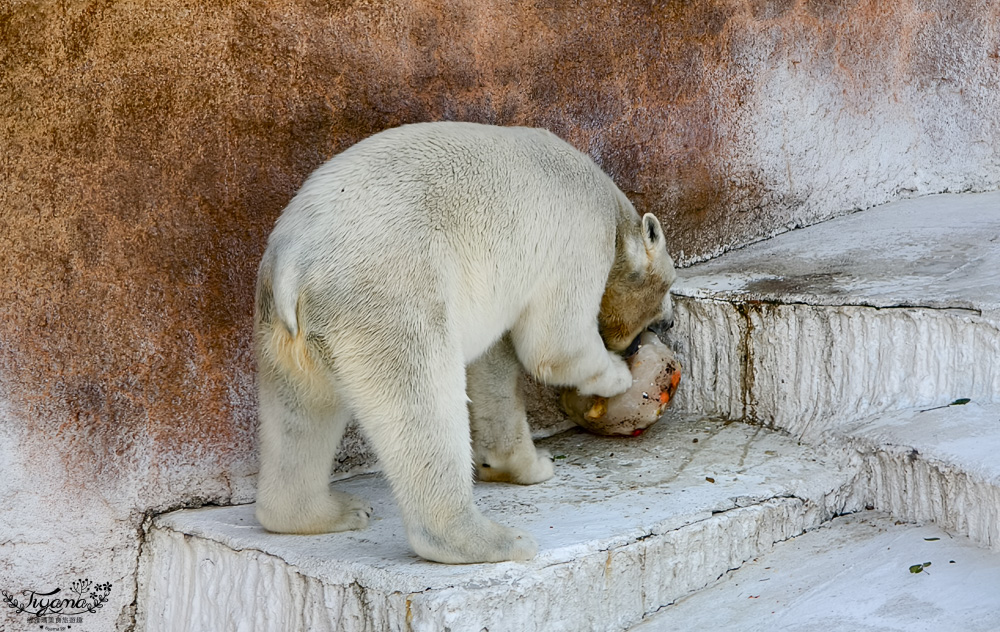 大阪景點。大阪市天王寺動物園，大阪周遊卡可免費入園，通天閣旁的人氣景點 @緹雅瑪 美食旅遊趣