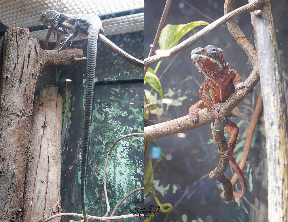 大阪景點。大阪市天王寺動物園，大阪周遊卡可免費入園，通天閣旁的人氣景點 @緹雅瑪 美食旅遊趣