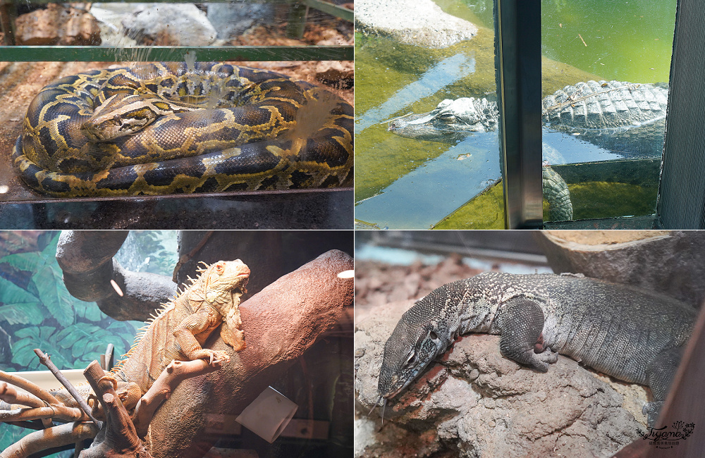 大阪景點。大阪市天王寺動物園，大阪周遊卡可免費入園，通天閣旁的人氣景點 @緹雅瑪 美食旅遊趣