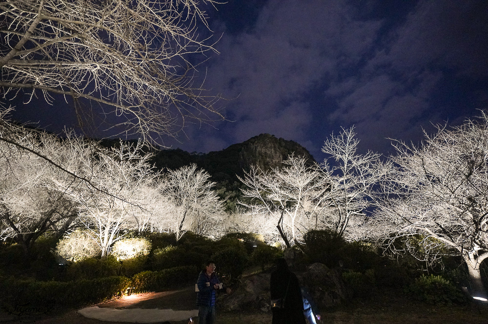 九州佐賀景點「御船山樂園」賞夜櫻.夜楓名所，teamLab 神居住之森 @緹雅瑪 美食旅遊趣