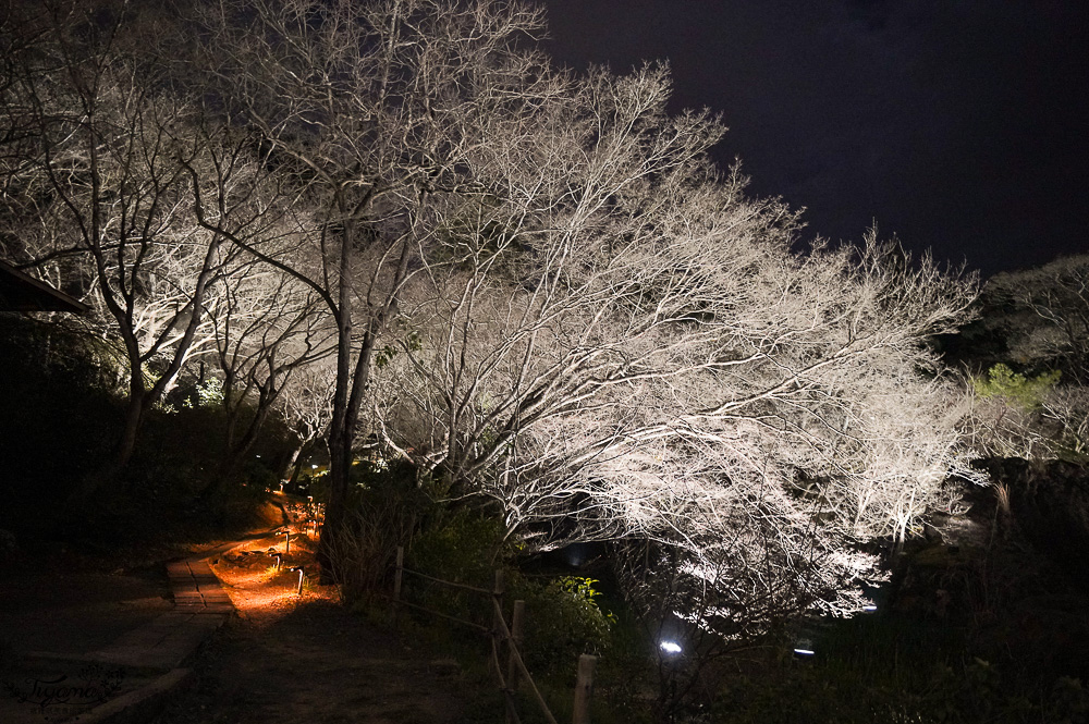 九州佐賀景點「御船山樂園」賞夜櫻.夜楓名所，teamLab 神居住之森 @緹雅瑪 美食旅遊趣