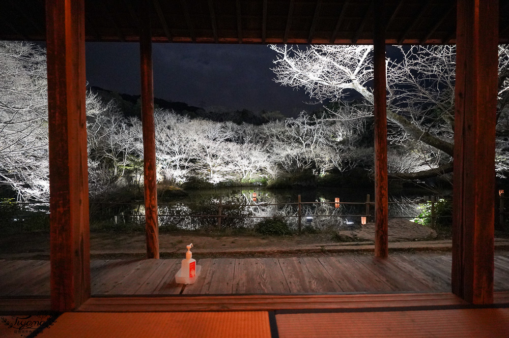 九州佐賀景點「御船山樂園」賞夜櫻.夜楓名所，teamLab 神居住之森 @緹雅瑪 美食旅遊趣