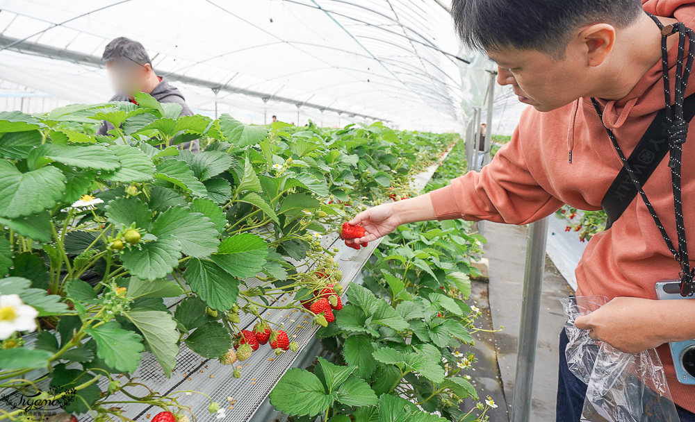 草莓吃到飽，現採現吃！熊本草莓園「吉次園」放題，熊本プリン水果布丁小店 @緹雅瑪 美食旅遊趣