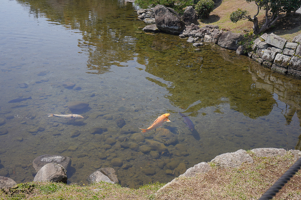 熊本必遊景點｜水前寺成趣園：江戶時期建造至今的日式庭園，熊本市區就有絕美庭園 @緹雅瑪 美食旅遊趣