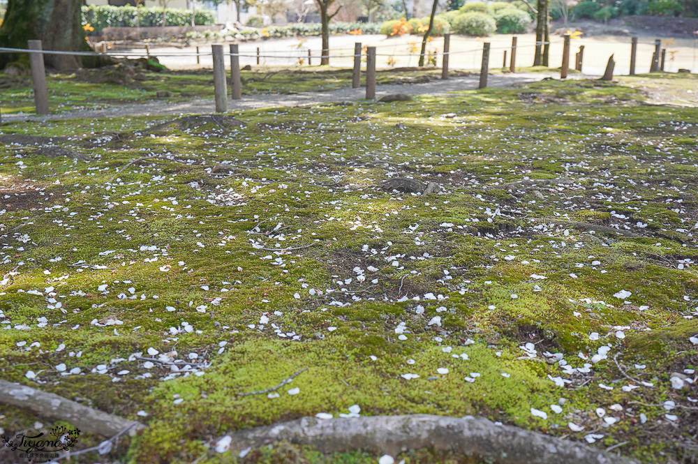 熊本必遊景點｜水前寺成趣園：江戶時期建造至今的日式庭園，熊本市區就有絕美庭園 @緹雅瑪 美食旅遊趣