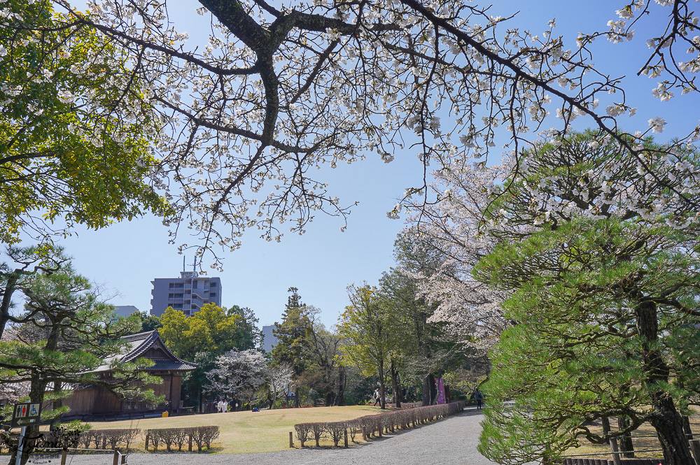 熊本必遊景點｜水前寺成趣園：江戶時期建造至今的日式庭園，熊本市區就有絕美庭園 @緹雅瑪 美食旅遊趣