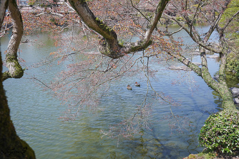 熊本必遊景點｜水前寺成趣園：江戶時期建造至今的日式庭園，熊本市區就有絕美庭園 @緹雅瑪 美食旅遊趣