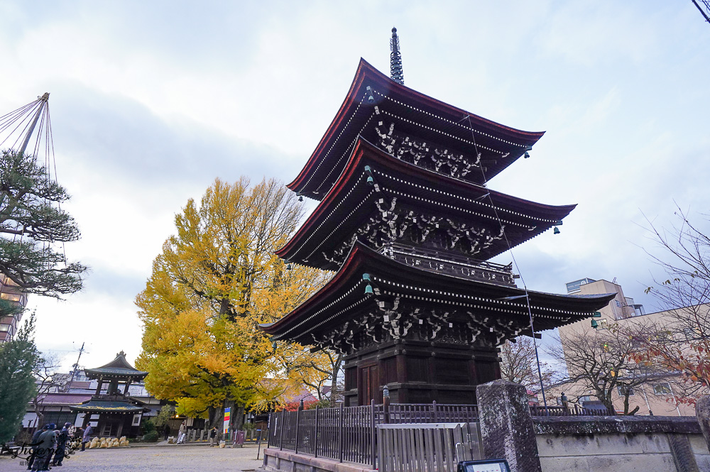 高山飛驒絕美的巨大千年銀杏樹！！美不勝收「飛驒國分寺」銀杏樹+三重塔美景 @緹雅瑪 美食旅遊趣