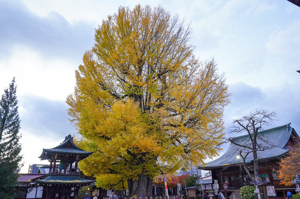 高山飛驒絕美的巨大千年銀杏樹！！美不勝收「飛驒國分寺」銀杏樹+三重塔美景 @緹雅瑪 美食旅遊趣