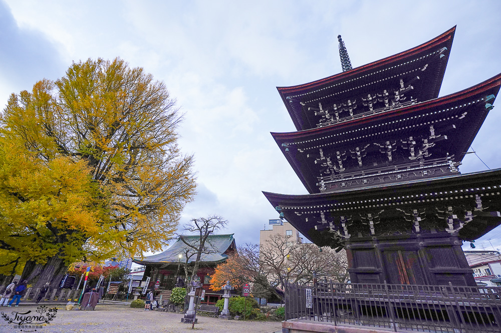 高山飛驒絕美的巨大千年銀杏樹！！美不勝收「飛驒國分寺」銀杏樹+三重塔美景 @緹雅瑪 美食旅遊趣