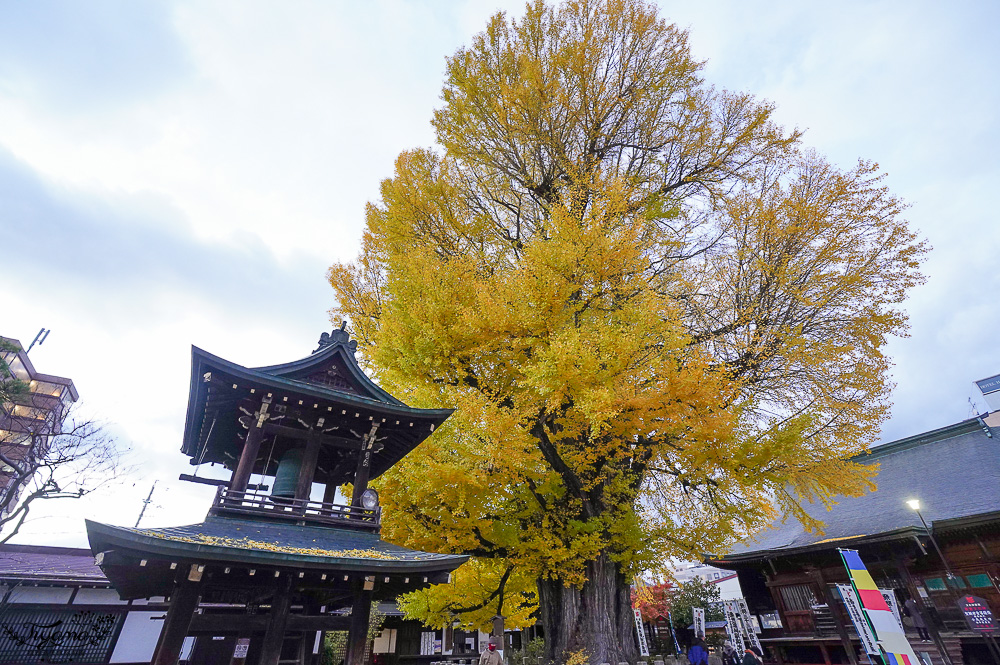 高山飛驒絕美的巨大千年銀杏樹！！美不勝收「飛驒國分寺」銀杏樹+三重塔美景 @緹雅瑪 美食旅遊趣